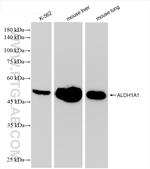 ALDH1A1 Antibody in Western Blot (WB)