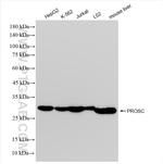PROSC Antibody in Western Blot (WB)