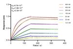 GOLGA5 Antibody in Surface plasmon resonance (SPR)