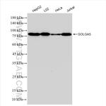 GOLGA5 Antibody in Western Blot (WB)