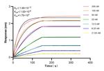 SMAD2 Antibody in Surface plasmon resonance (SPR)
