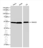 SMAD2 Antibody in Western Blot (WB)