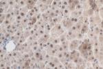 USP53 Antibody in Immunohistochemistry (Paraffin) (IHC (P))