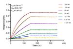 USP53 Antibody in Surface plasmon resonance (SPR)