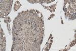 IQUB Antibody in Immunohistochemistry (Paraffin) (IHC (P))