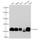 PTPN12 Antibody in Western Blot (WB)