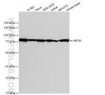 MIOS Antibody in Western Blot (WB)