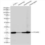 PYCARD Antibody in Western Blot (WB)