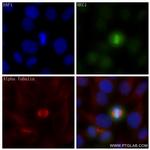 HEC1/HEC/NDC80 Antibody in Immunocytochemistry (ICC/IF)
