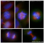 HEC1/HEC/NDC80 Antibody in Immunocytochemistry (ICC/IF)