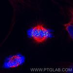 HEC1/HEC/NDC80 Antibody in Immunocytochemistry (ICC/IF)