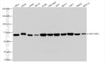 HEC1/HEC/NDC80 Antibody in Western Blot (WB)