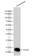 FXYD2 Antibody in Western Blot (WB)