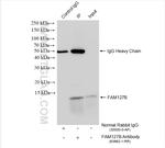 FAM127B Antibody in Immunoprecipitation (IP)