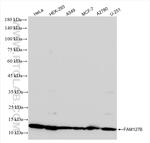 FAM127B Antibody in Western Blot (WB)