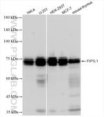 FIP1L1 Antibody in Western Blot (WB)