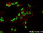 FIP1L1 Antibody in Immunocytochemistry (ICC/IF)