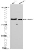 CAMSAP1 Antibody in Western Blot (WB)