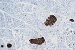 Ins1 Antibody in Immunohistochemistry (Paraffin) (IHC (P))