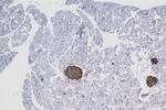 Ins1 Antibody in Immunohistochemistry (Paraffin) (IHC (P))