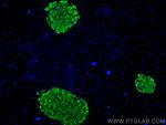 Ins1 Antibody in Immunohistochemistry (PFA fixed) (IHC (PFA))