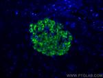 Ins1 Antibody in Immunohistochemistry (PFA fixed) (IHC (PFA))