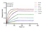 Ins1 Antibody in Surface plasmon resonance (SPR)