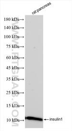 Ins1 Antibody in Western Blot (WB)