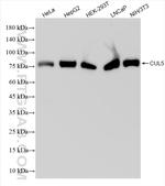 Cullin 5 Antibody in Western Blot (WB)