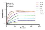 CD48 Antibody in Surface plasmon resonance (SPR)