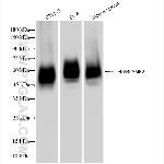 CD48 Antibody in Western Blot (WB)