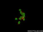 PRDM16 Antibody in Immunocytochemistry (ICC/IF)