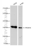 PRDM16 Antibody in Western Blot (WB)