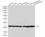 AES Antibody in Western Blot (WB)