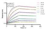 LRFN5 Antibody in Surface plasmon resonance (SPR)