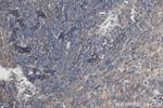 CD40L/CD154 Antibody in Immunohistochemistry (Paraffin) (IHC (P))