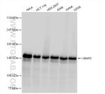 UBAP2 Antibody in Western Blot (WB)