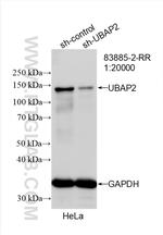 UBAP2 Antibody in Western Blot (WB)