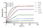 MRPL16 Antibody in Surface plasmon resonance (SPR)
