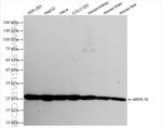 MRPL16 Antibody in Western Blot (WB)