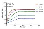 ETV4 Antibody in Surface plasmon resonance (SPR)