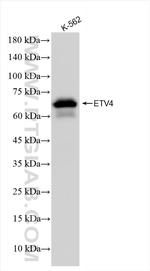 ETV4 Antibody in Western Blot (WB)