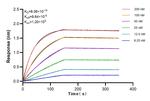 PHF19 Antibody in Surface plasmon resonance (SPR)