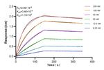 FOXN2 Antibody in Surface plasmon resonance (SPR)