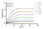 VPRBP Antibody in Surface plasmon resonance (SPR)