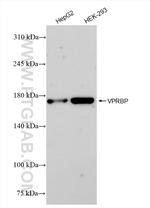VPRBP Antibody in Western Blot (WB)