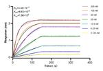 VPRBP Antibody in Surface plasmon resonance (SPR)