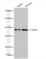 VPRBP Antibody in Western Blot (WB)