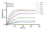 Perilipin 1 Antibody in Surface plasmon resonance (SPR)