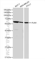 Perilipin 1 Antibody in Western Blot (WB)
